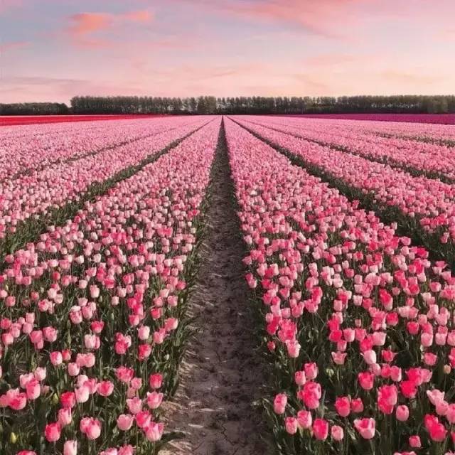 荷兰花海最值得一去的是哪里,荷兰最大花卉公园