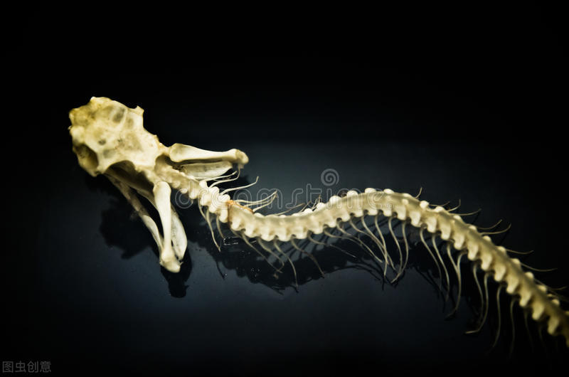 蛇性本淫是什么,蛇性本淫的意思