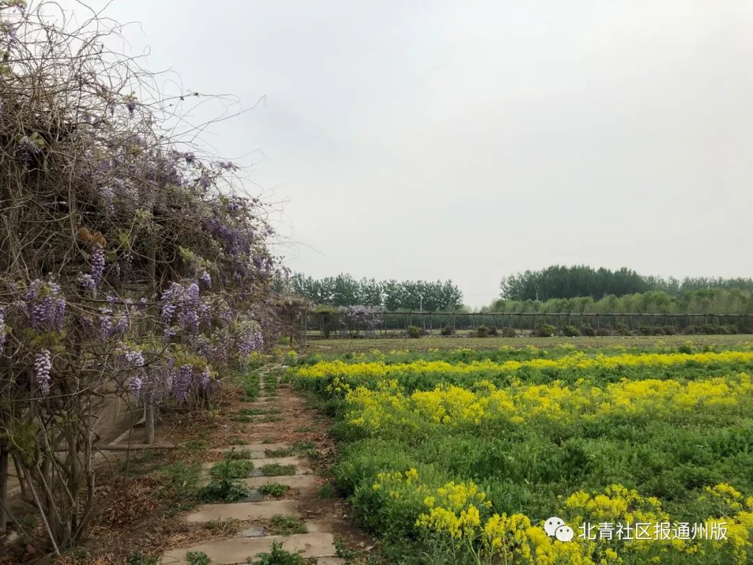 打卡北京紫谷伊甸园虞美人花海,通州看花的景点推荐免费