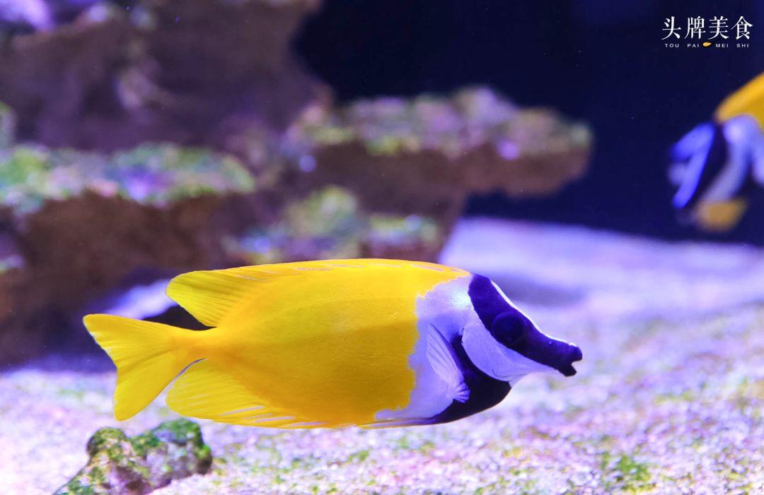 绚丽珊瑚海300+种海底生物，火爆盆友圈的网红打卡圣地就在中山路