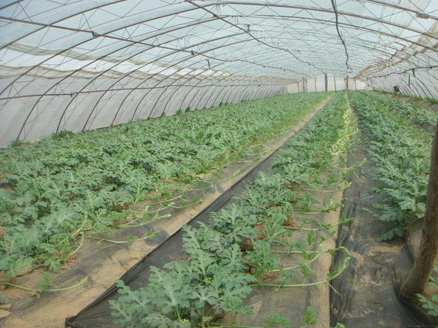 西瓜蚜虫用什么特效药防治,防治西瓜蚜虫的特效药有哪些