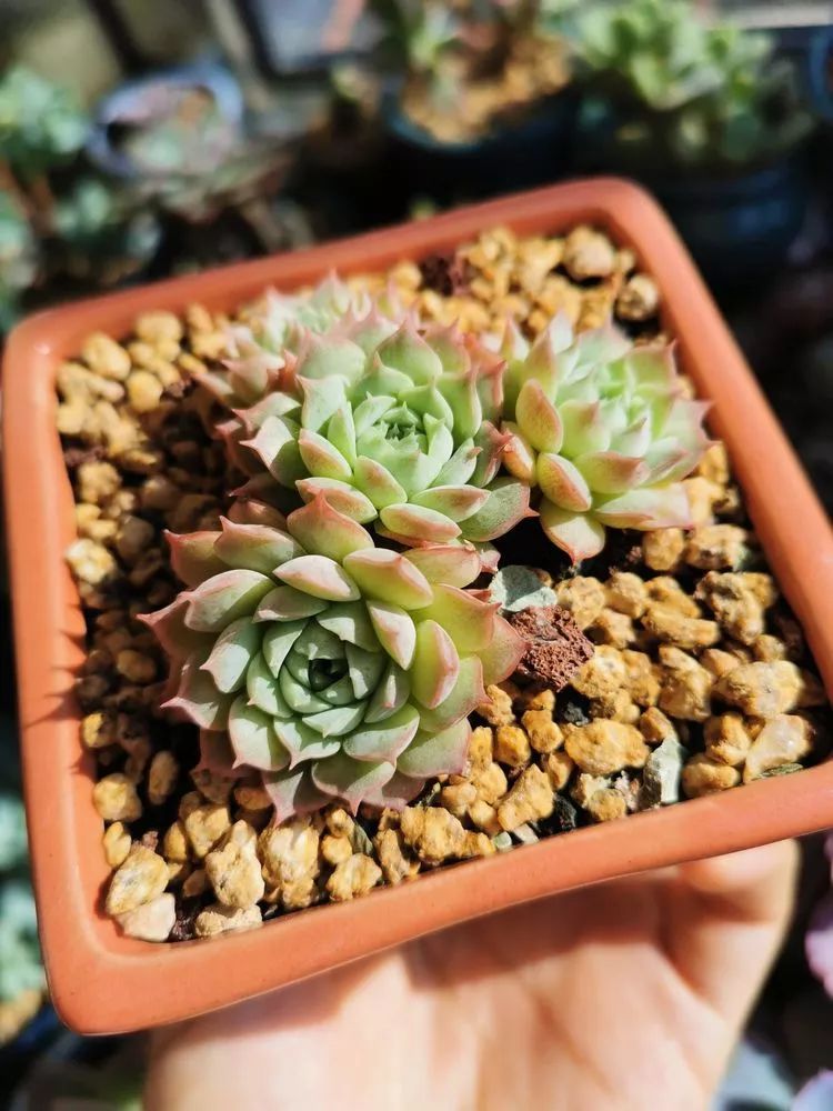 适合北方阳台党养的多肉,适合养在北阳台的多肉