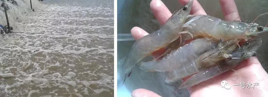 养虾脱壳期技巧和注意事项,养殖虾脱壳后需补什么