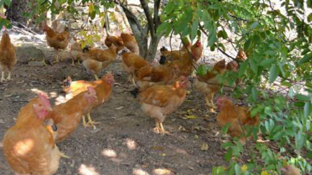 鸡的眼睛被蚊子叮得肿大了怎么办,鸡眼睛肿眼怎么治