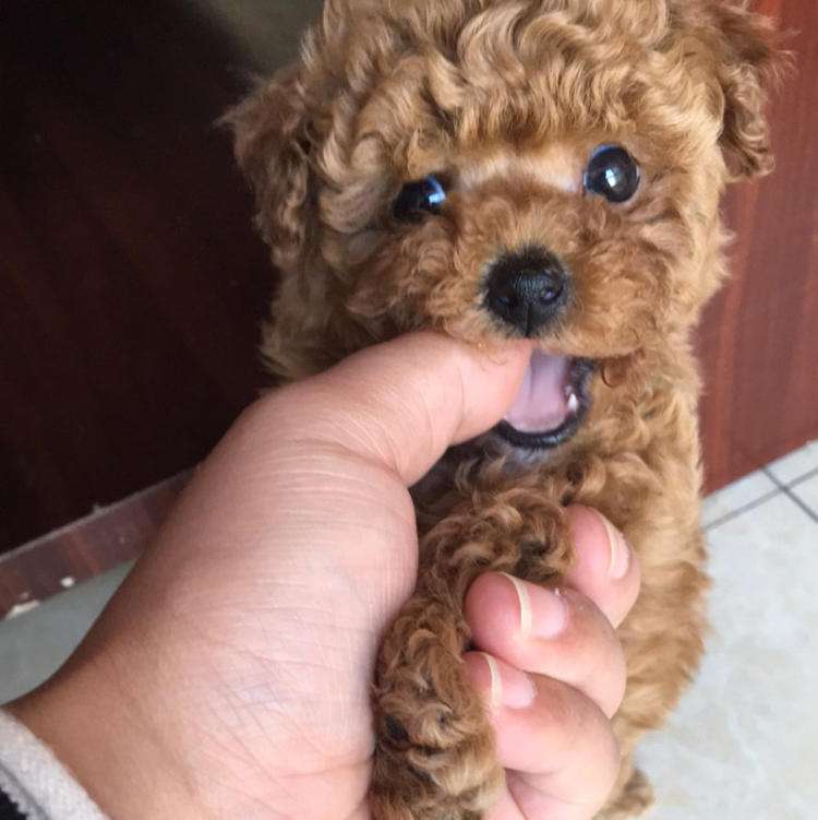 泰迪饲养攻略看完会收获不少,泰迪一公一母正确养法