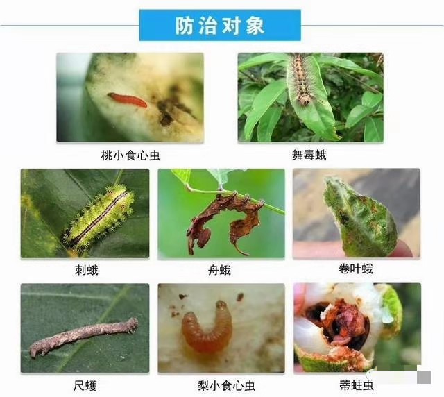 杀菌剂杀虫剂最佳组合,5种农药混配