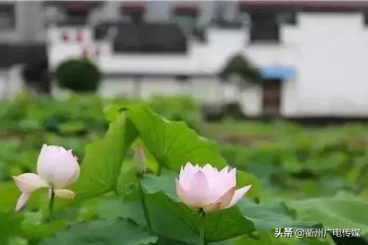 赏荷地图最新版,衢州赏荷