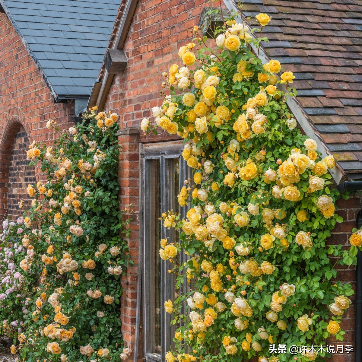 前一段时间买的月季不开花怎么办,月季不开花怎么区分开花颜色