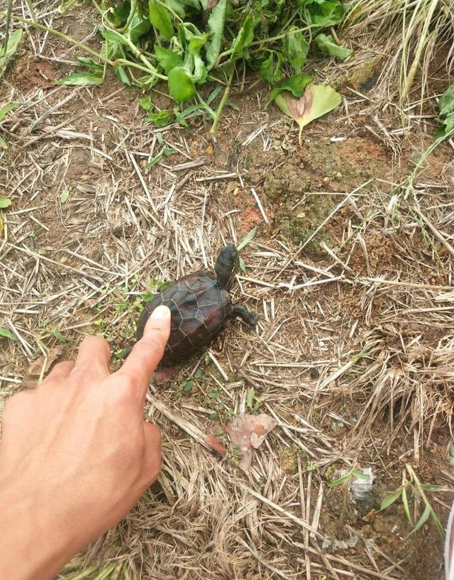 浙江台州河里钓鱼,浙江台州椒江区钓友