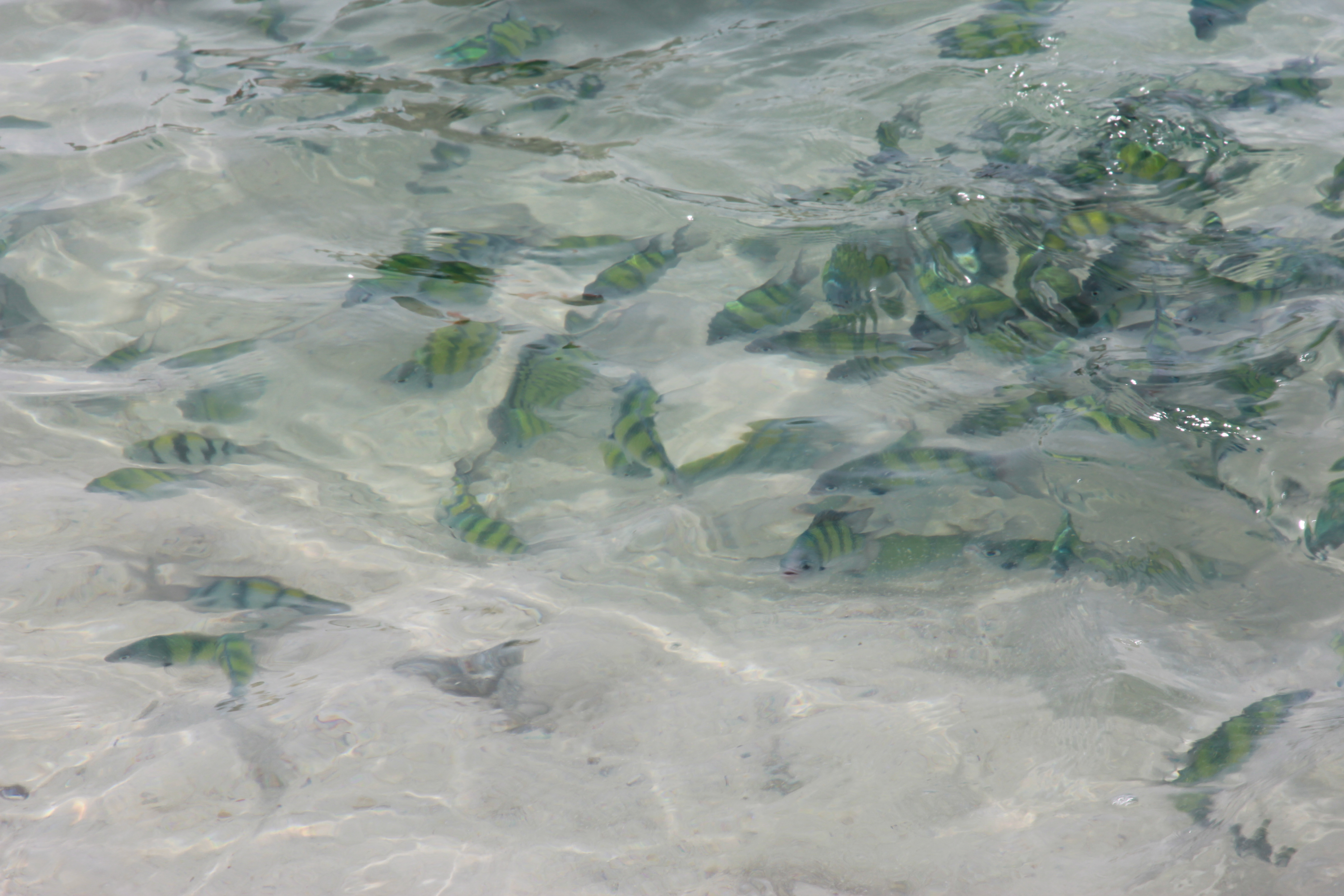 在普吉岛浮潜拍到的美妙海底世界 (普吉岛cape panwa hotel浮潜)