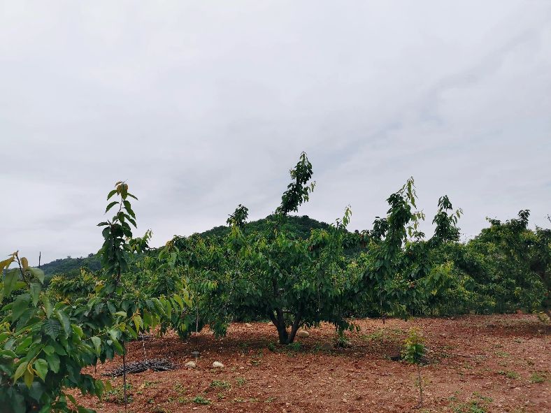 西安洪庆焚书坑儒,洪庆山焚书坑儒