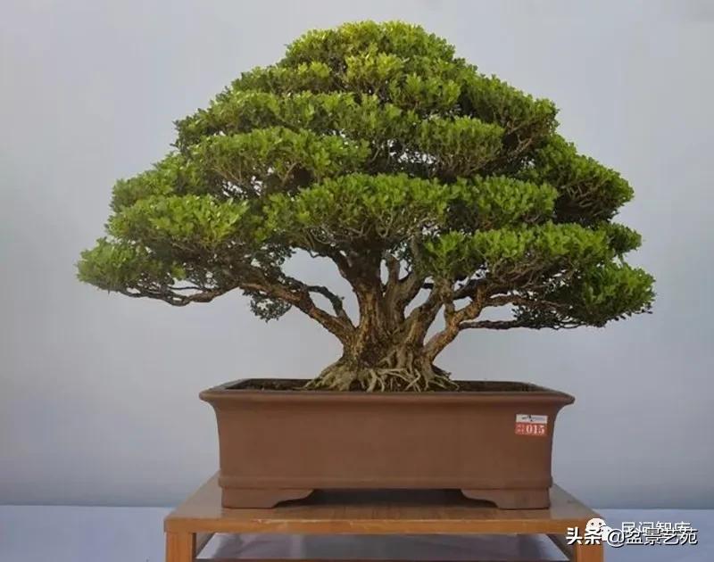 盆景黄杨,赏优美盆景