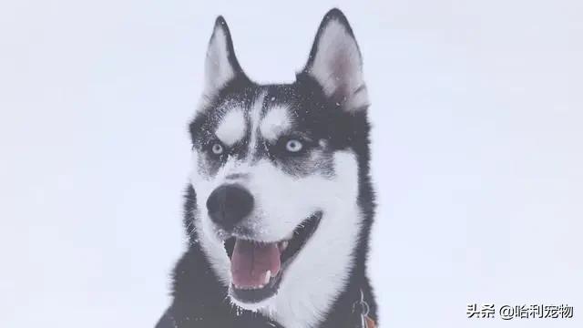 哈士奇粘鼠板搞笑视频,哈士奇被粘鼠板粘住