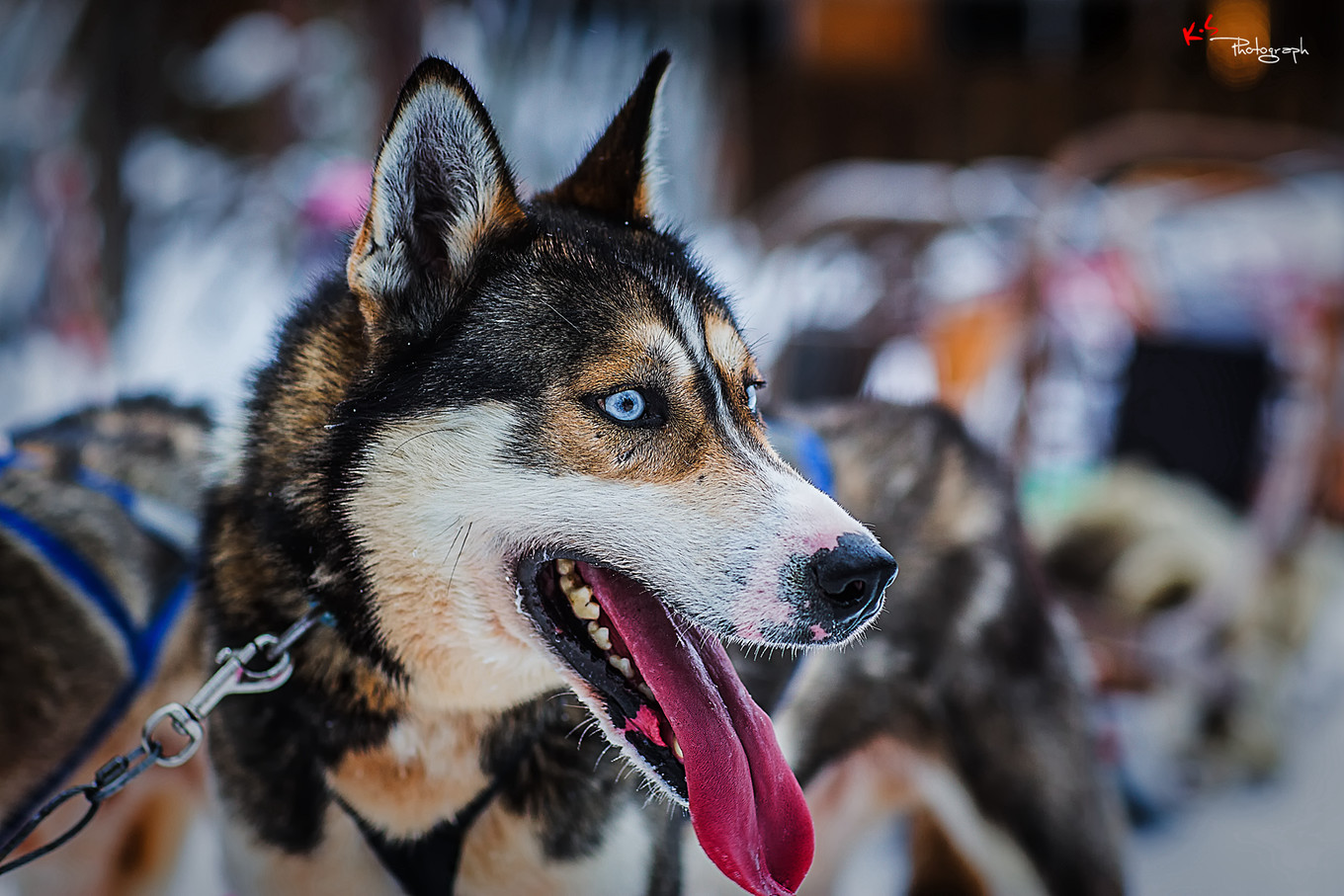 果小姐的慢生活之冰雪奇缘