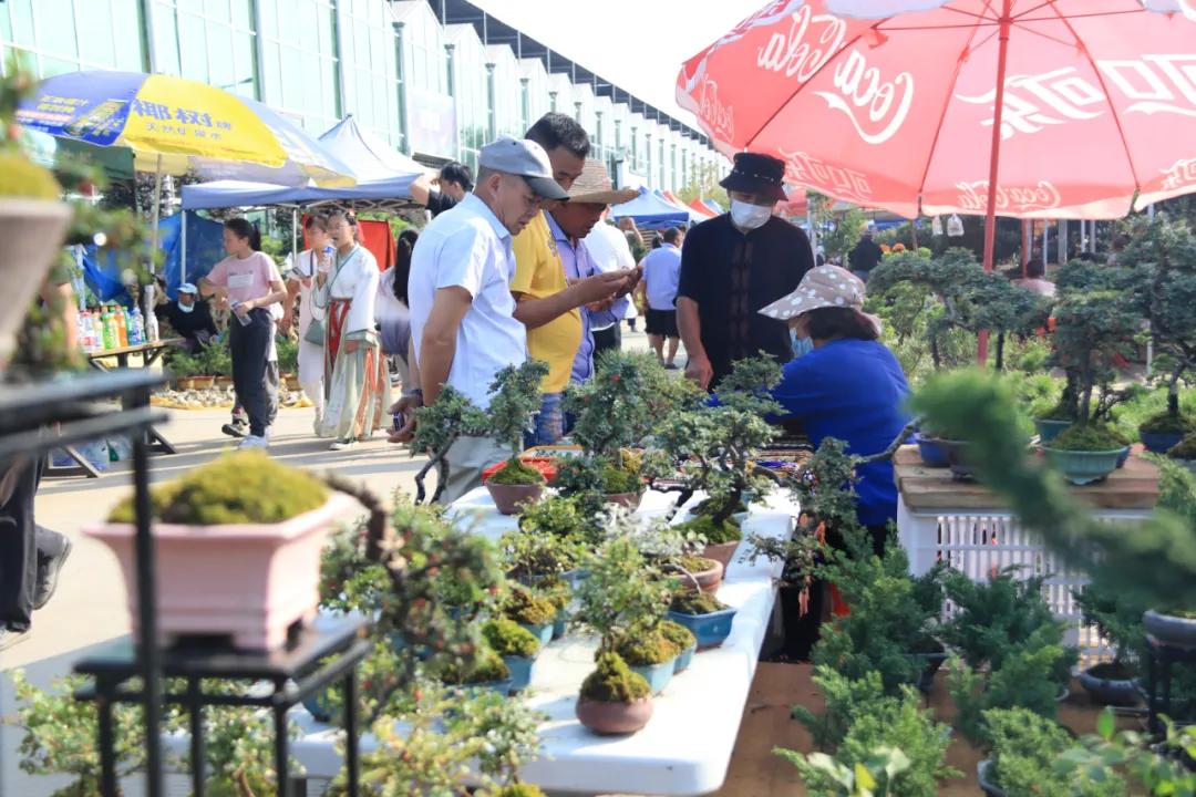 花木盆景活动,秋冬季花木节盆景展