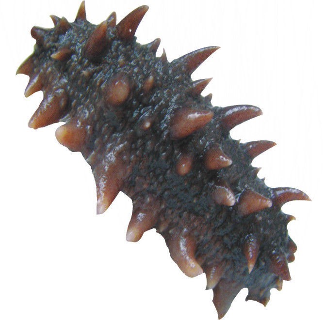 鲜海参的家常做法川味,几斤鲜海参能做一斤即食海参