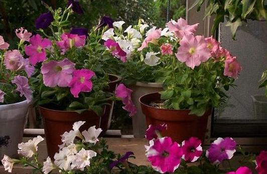 牵牛花怎么养护才能爆盆,夏天重瓣牵牛花苗怎么养