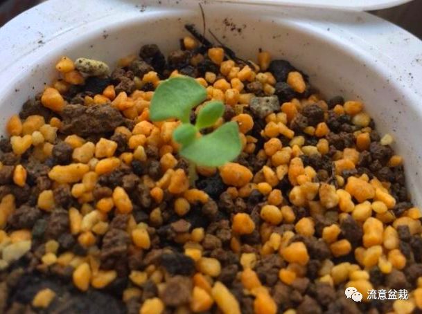 薰衣草怎么修剪才能爆盆,衣草的正确种植方法步骤图片