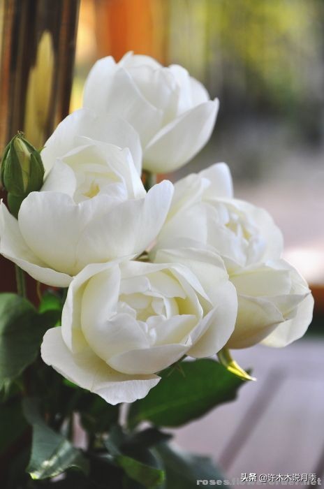 月季品种大全大图欣赏,美到窒息的月季品种图片