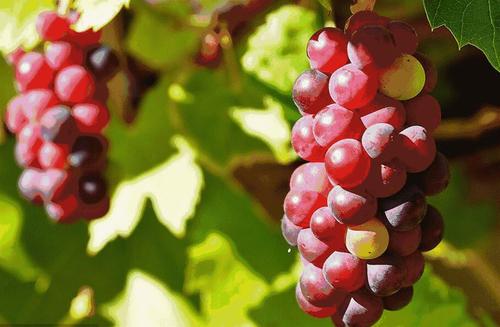 100种葡萄品种大全,12种热门葡萄