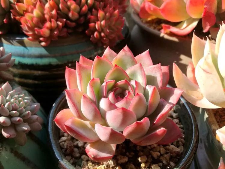 冬日暖阳邂逅最美的多肉,冬日暖阳和多肉暖了我的心