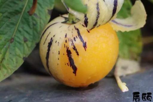 人参果云南功效,人参果的功效检测