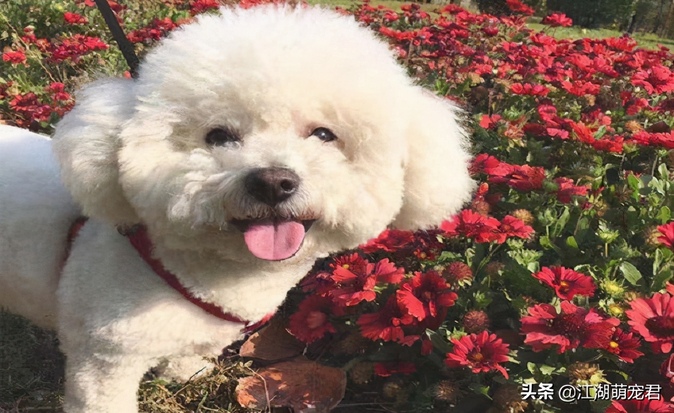 家里养的比熊需要驱虫吗,家里养狗狗需要做什么检查