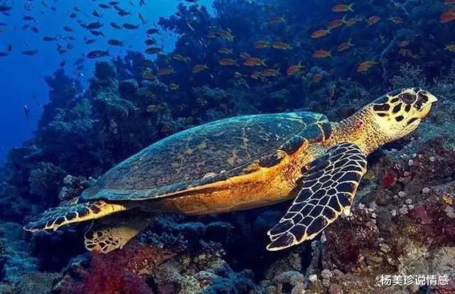 最残忍的十大文玩,带血的文玩有什么忌讳