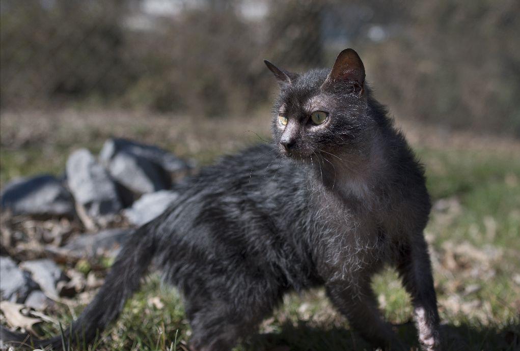 养猫会暴露你的经济实力,不管多有钱这几种猫不建议养