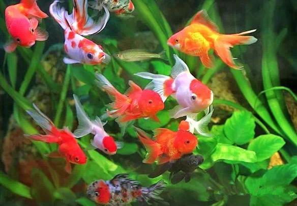 这些五彩斑斓的金鱼养眼又养心,最美的观赏金鱼值得一看