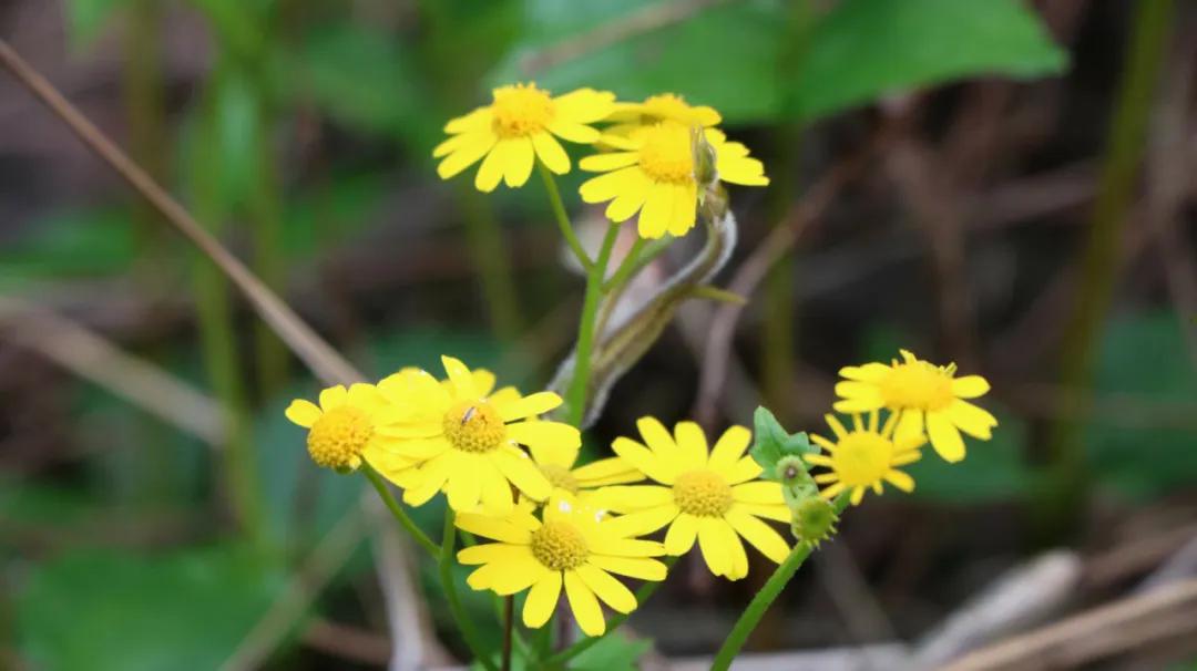 石台仙寓山附近哪里好玩,石台仙寓镇云里居
