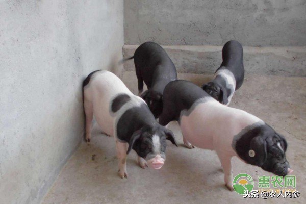 14日菜蛋肉价格