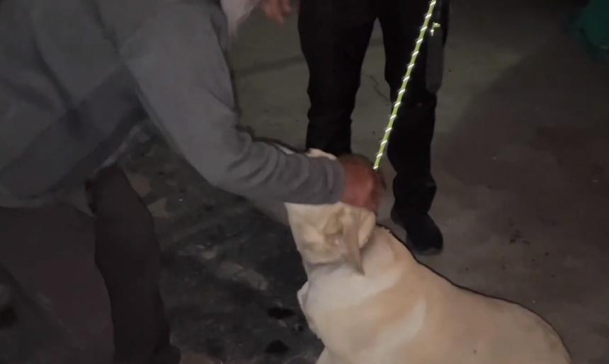 拉布拉多被卖到狗肉馆小主人哭,拉布拉多送狗肉馆被救下