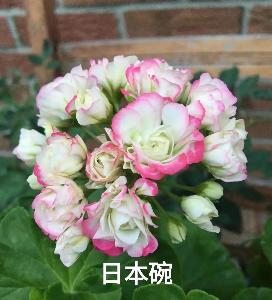 垂吊天竺葵哪些品种容易爆花,天竺葵羊宝和糖果双色哪个更爆花