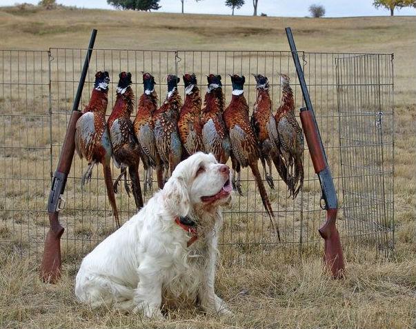 世界上所有的狗品种图片,世界最名贵的狗前十名及其简介