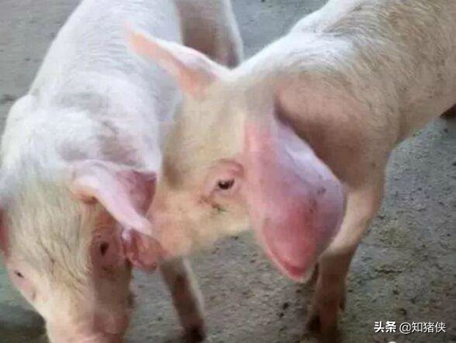 猪耳朵被咬伤肿大鼓包怎么办,猪耳朵鼓大包怎么回事