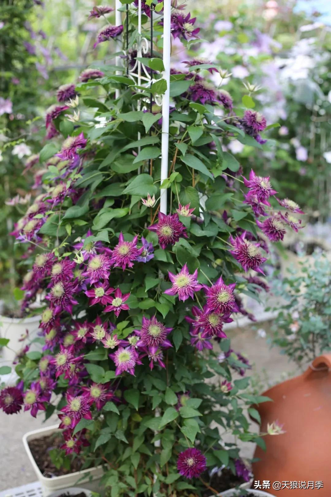 别人做梦都想要的花墙，他早就用铁线莲实现了