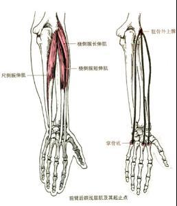 健身不能忽略了小臂的训练，六个动作带你练出坚实的小臂肌肉