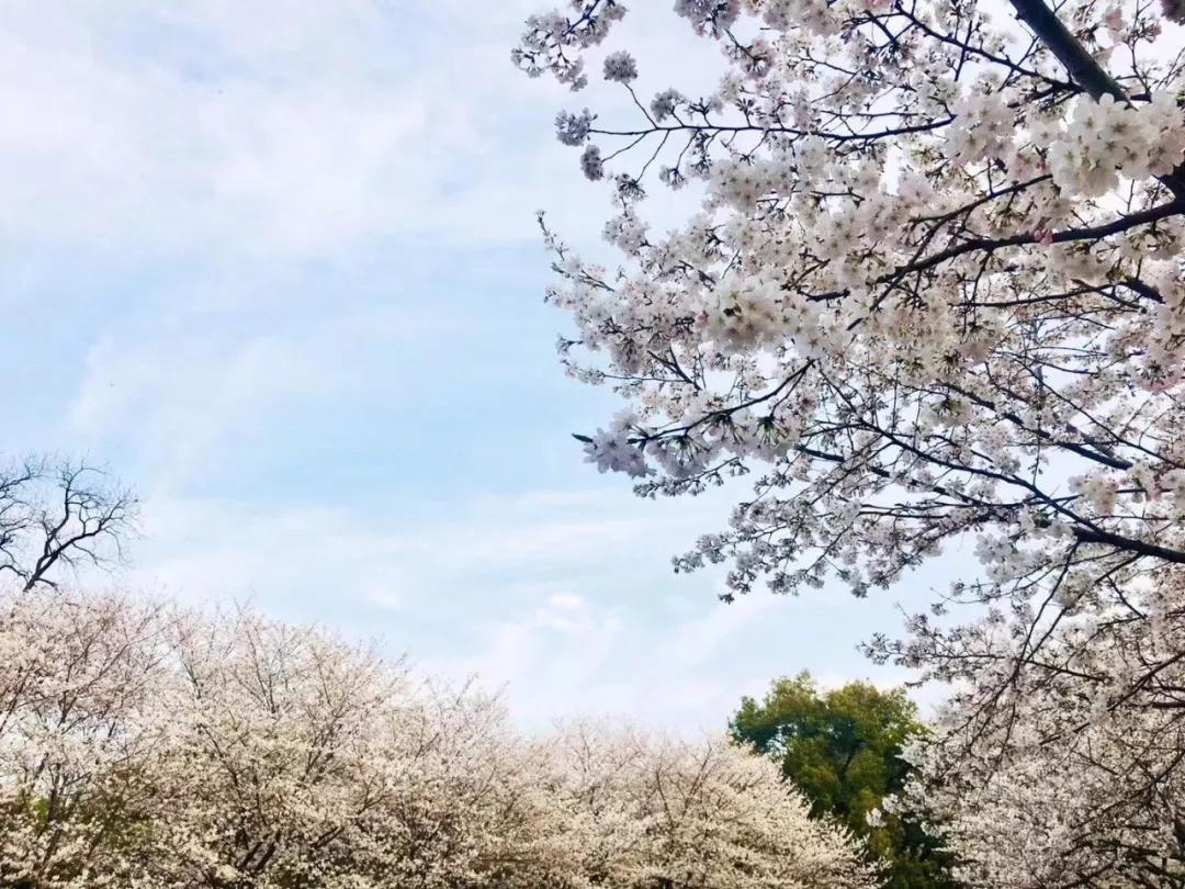 这个只有47万人的日本小城，是武汉最可爱的朋友