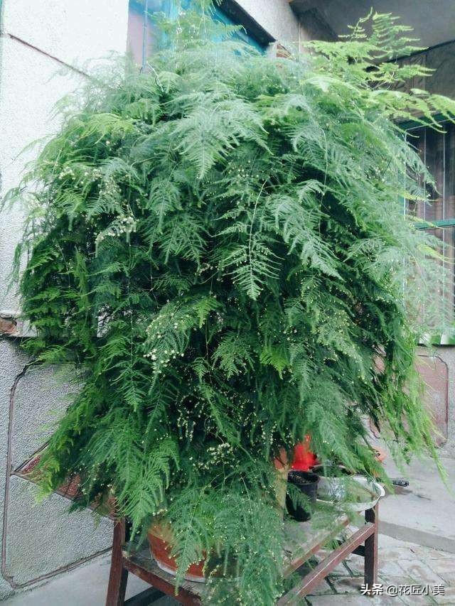 爬藤植物100种,5种爬藤花适合在院子里种植