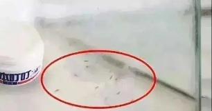 全网狂销10万盒的变态驱蚊香薰不到40块！薇娅：让你睡得更香