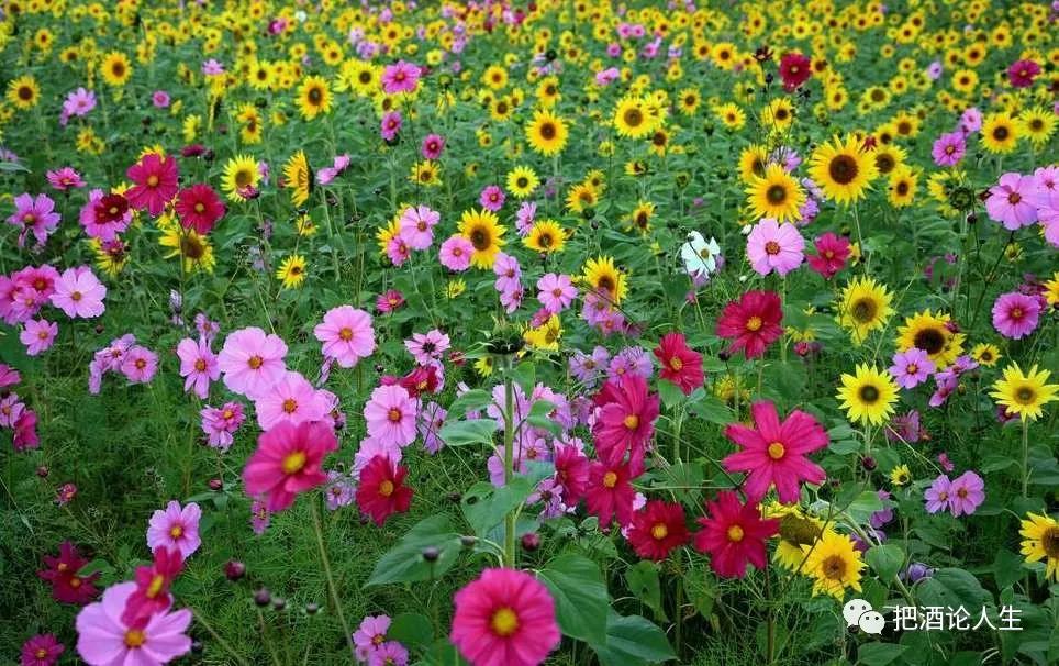 做人如果没有梦想那跟咸鱼有什么区别图片,做人如果没有梦想那跟咸鱼有什么分别