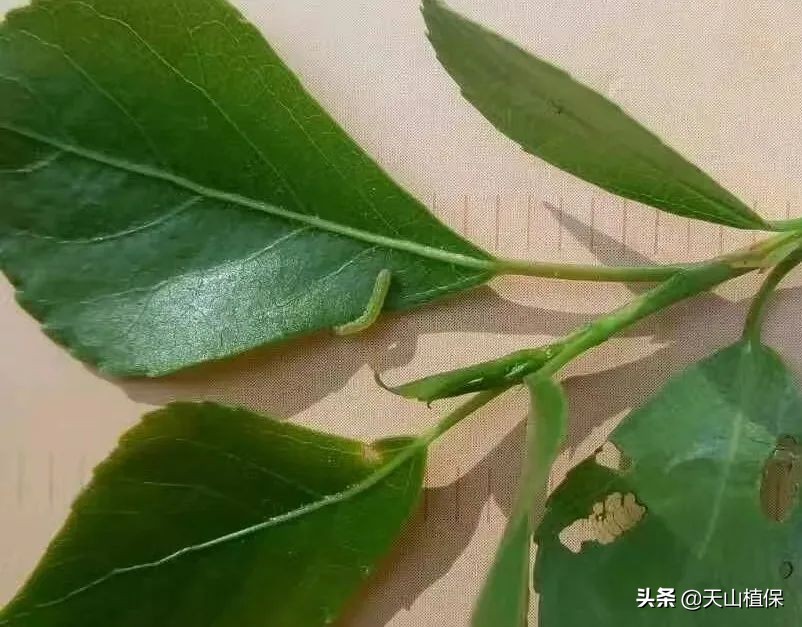 棉花棉铃虫最佳防治时间,棉花虫害防治全过程图