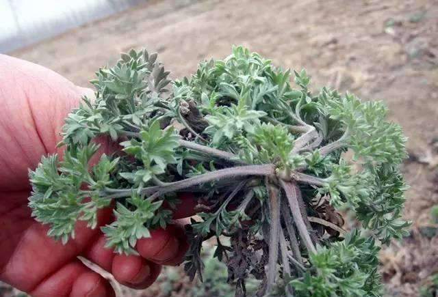 野菜苦苣菜的功效与禁忌,野菜山茄子的功效与作用禁忌