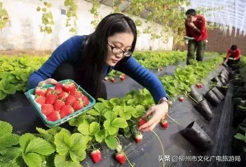 柳州草莓采摘园附近最近地方,柳州附近摘草莓好玩的地方