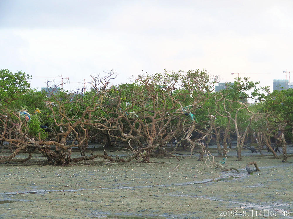 痛心！北海红树林不设防，任你踩任你挖