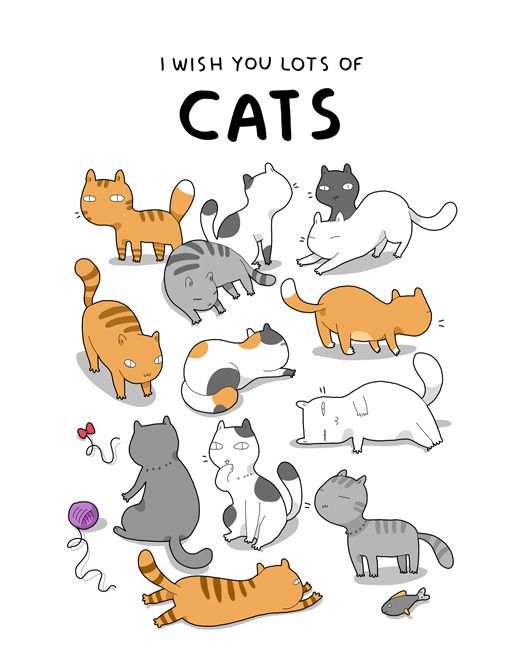 铲屎官的快乐你不懂,铲屎官的乐趣没有猫粮