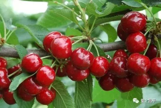 昌平哪里有采摘樱桃的地方,摘樱桃昌平