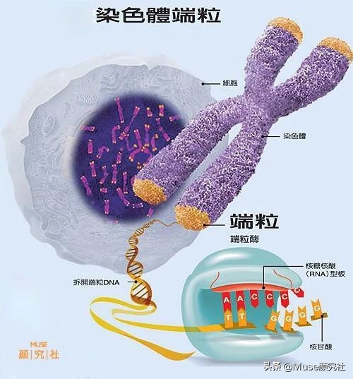 眼下有痣胸上也必定有痣吗,左胸有痣在上右胸有痣在下