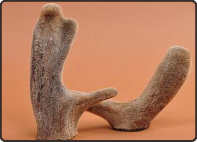 带鹿茸人参的补肾壮阳中成药,补肾壮阳鹿茸中药泡酒怎样配药